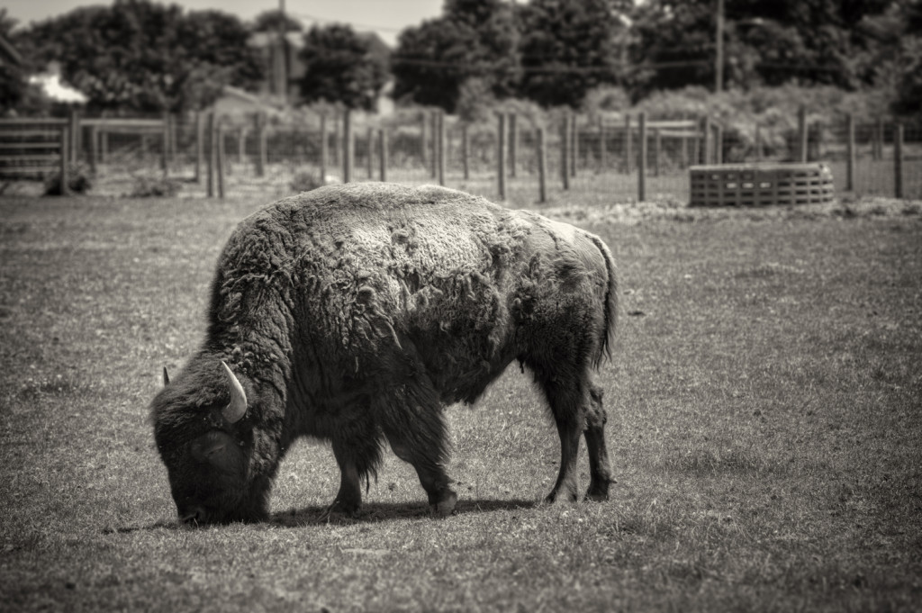 buffalo farm 022_tonemapped sepia