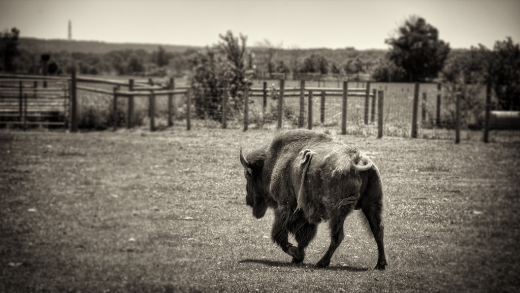 buffalo farm 029_tonemapped sepia