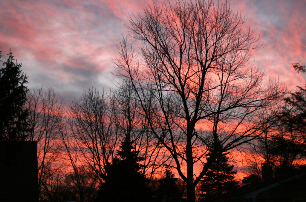 tree sky white